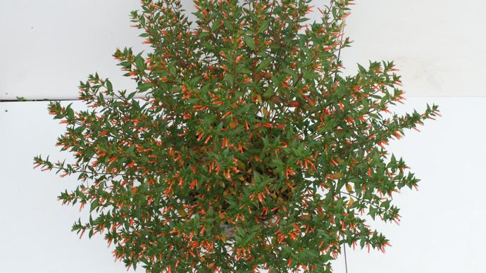 Cuphea micropetala VERMILLIONAIRE®. A l’Arexhor Est Horticole, à Roville-aux-Chênes (88).